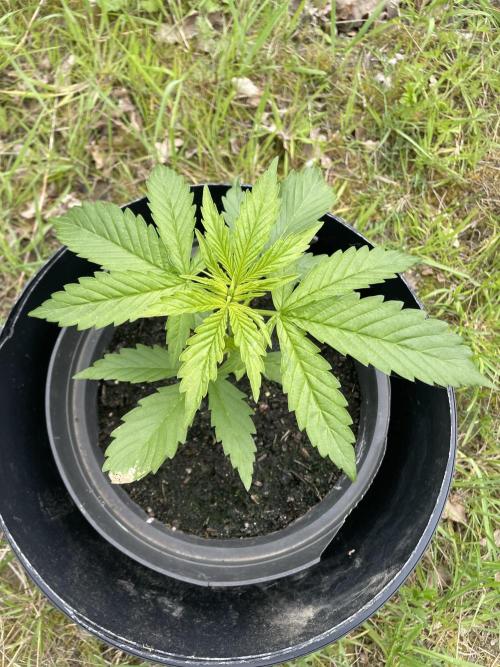 Thc Bomb Auto Outdoor. Week 4