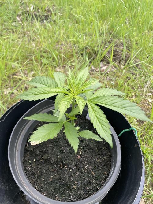 Thc Bomb Auto Outdoor. Week 4