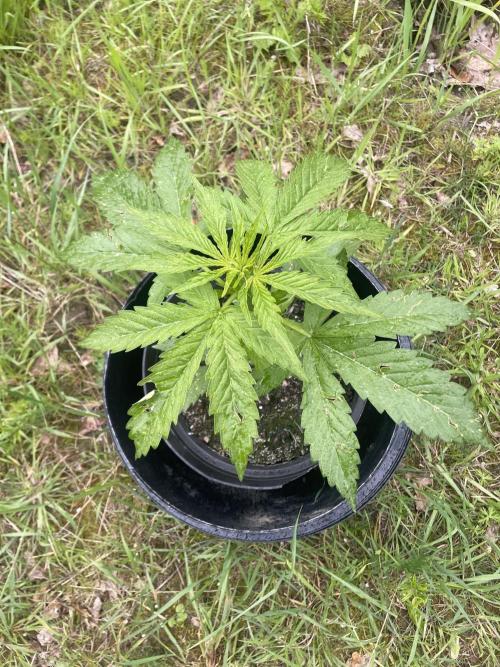 Thc Bomb Auto Outdoor. Week 4