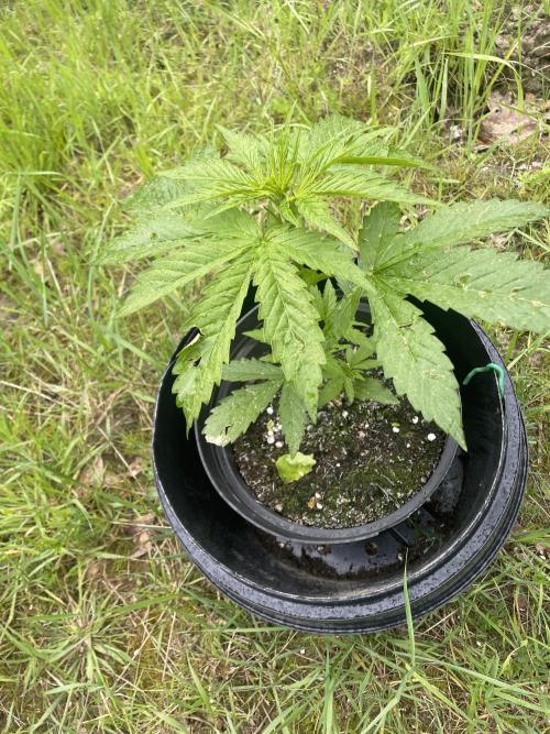 Thc Bomb Auto Outdoor. Week 4