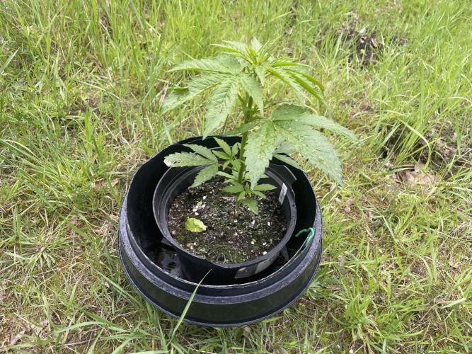 Thc Bomb Auto Outdoor. Week 4