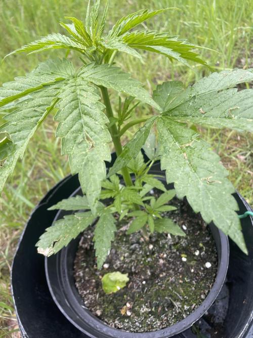 Thc Bomb Auto Outdoor. Week 4