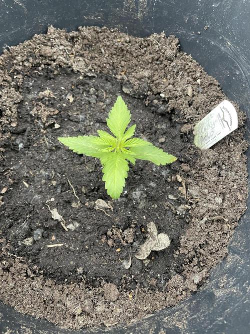 Critical Candy Auto. Week 3