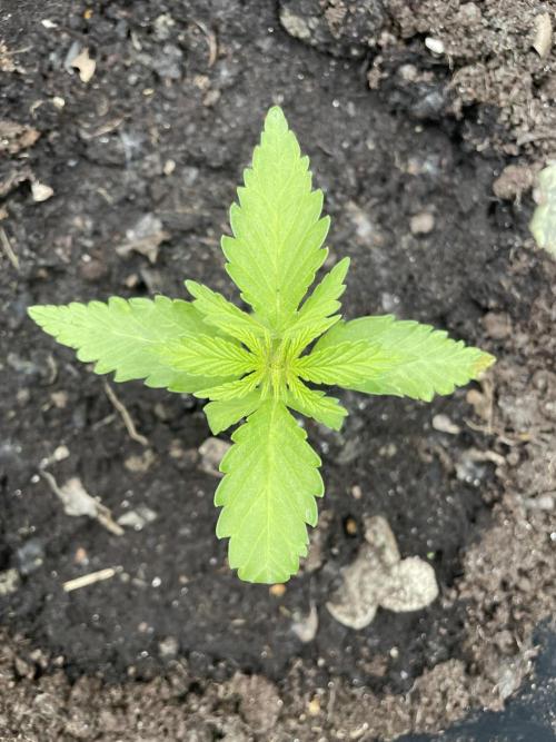 Critical Candy Auto. Week 3