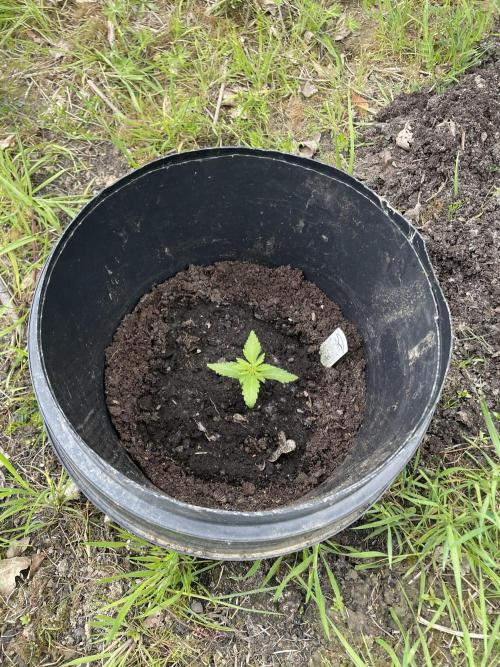 Critical Candy Auto. Week 3