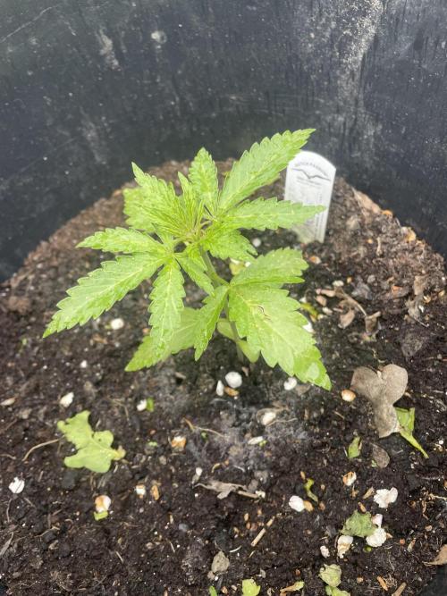 Critical Candy Auto. Week 3
