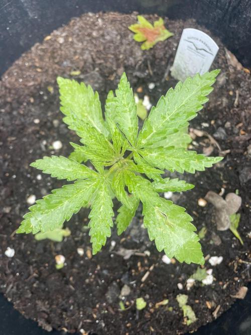 Critical Candy Auto. Week 3