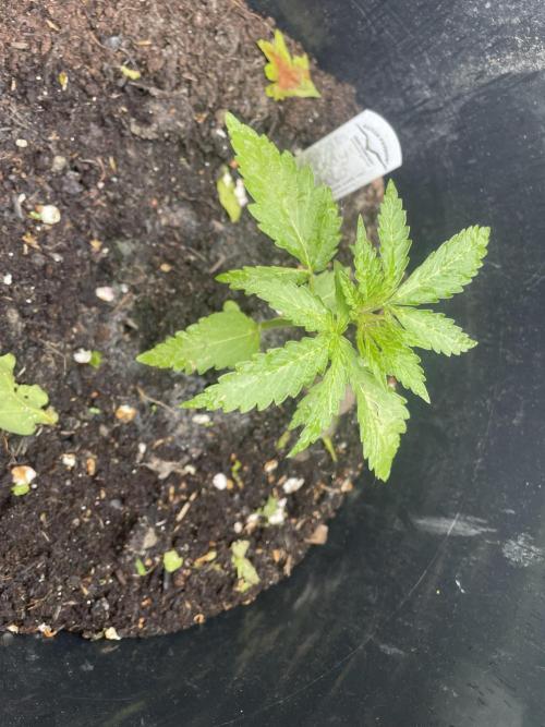 Critical Candy Auto. Week 3