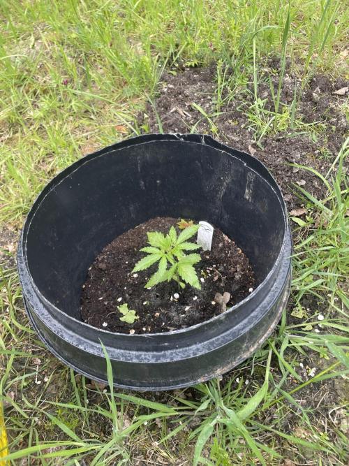 Critical Candy Auto. Week 3