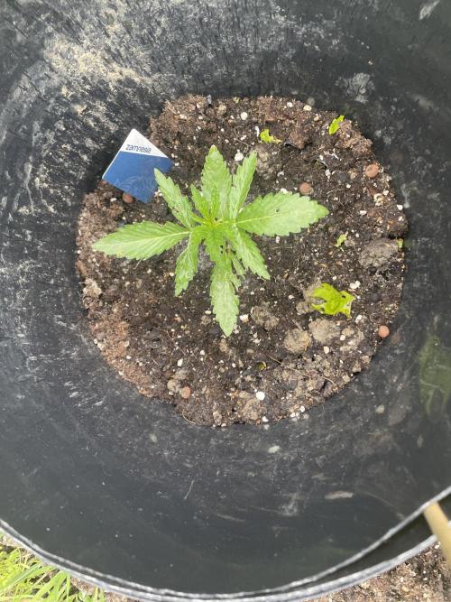 Biscotti Auto Outdoor UK. Week 3