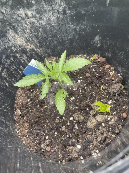 Biscotti Auto Outdoor UK. Week 3