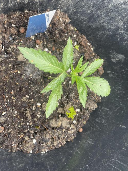 Biscotti Auto Outdoor UK. Week 3