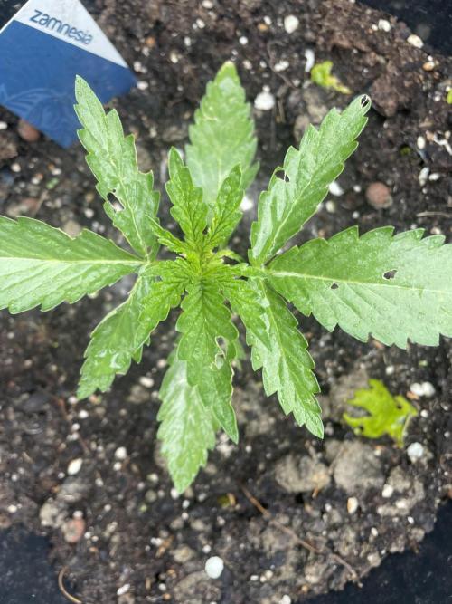 Biscotti Autoflowering. Week 3