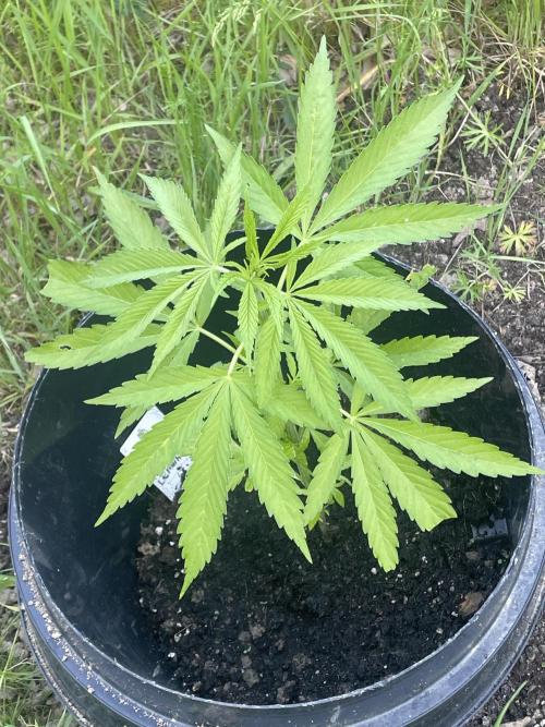 Shishka Lemonade 🍋 GHS Outdoor 🍋. Week 4