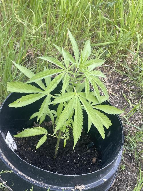 Shishka Lemonade 🍋 GHS Outdoor 🍋. Week 4