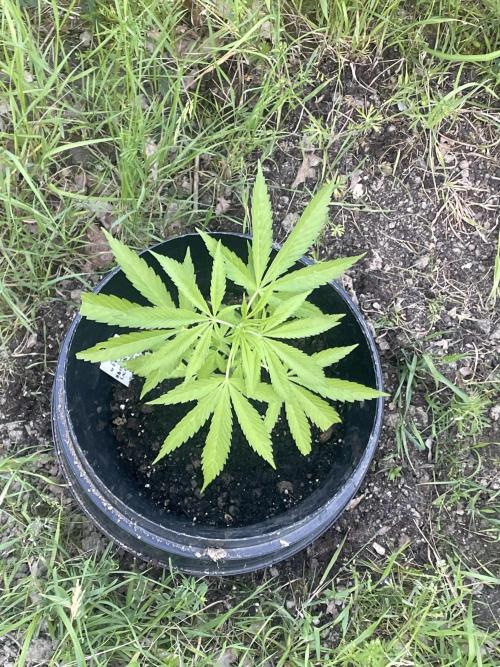 Shishka Lemonade 🍋 GHS Outdoor 🍋. Week 4