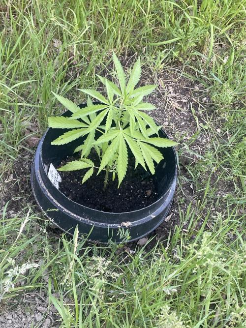 Shishka Lemonade 🍋 GHS Outdoor 🍋. Week 4