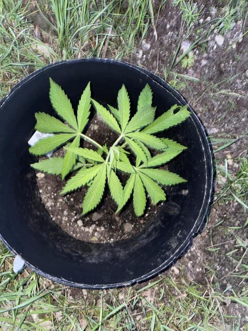 Shishka Lemonade 🍋 GHS Outdoor 🍋. Week 4