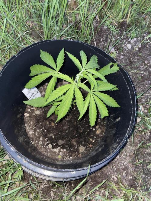 Shishka Lemonade 🍋 GHS Outdoor 🍋. Week 4