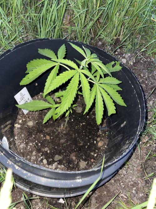 Shishka Lemonade 🍋 GHS Outdoor 🍋. Week 4