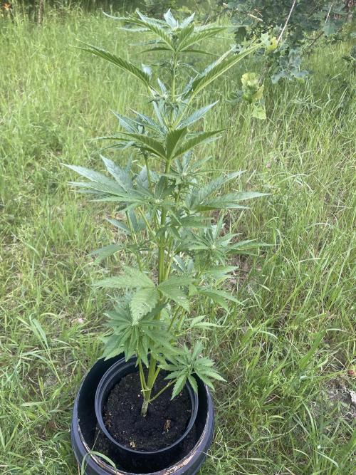 😈MSNL Purple Punch Auto😈. Week 6