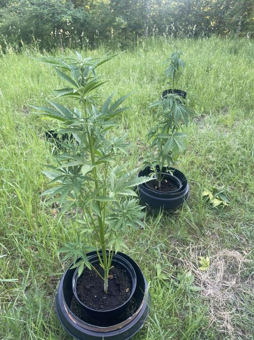 😈MSNL Purple Punch Auto😈. Week 6