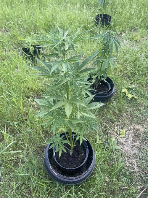 😈MSNL Purple Punch Auto😈. Week 6