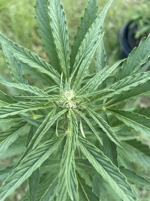 😈MSNL Purple Punch Auto😈. Week 6