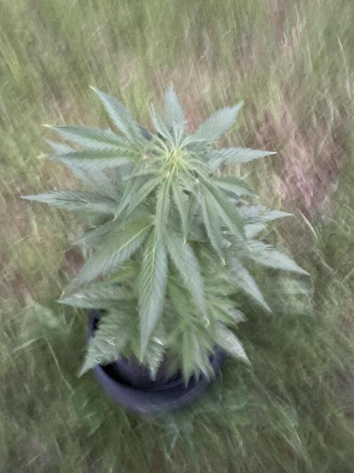 😈MSNL Purple Punch Auto😈. Week 6