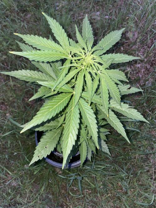 😈MSNL Purple Punch Auto😈. Week 6