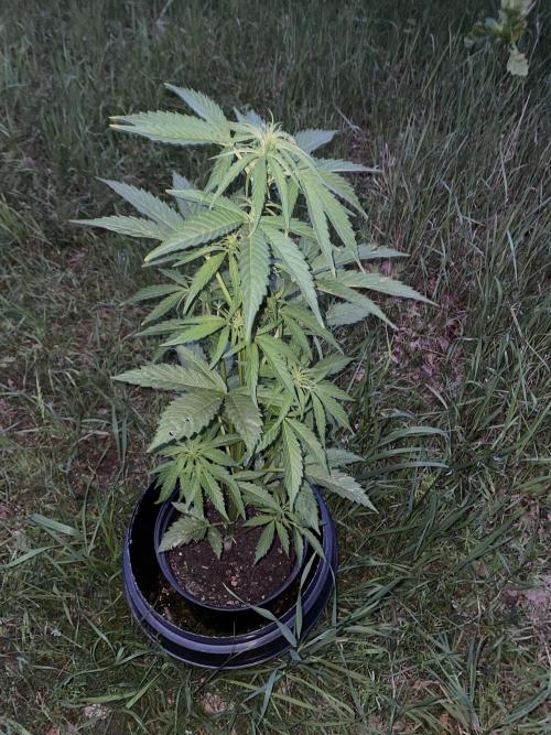 😈MSNL Purple Punch Auto😈. Week 6