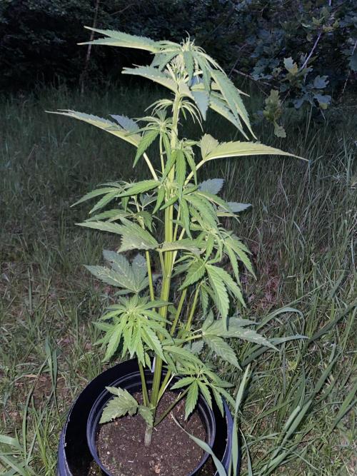 Purple-Punch-Autoflower. Week 6