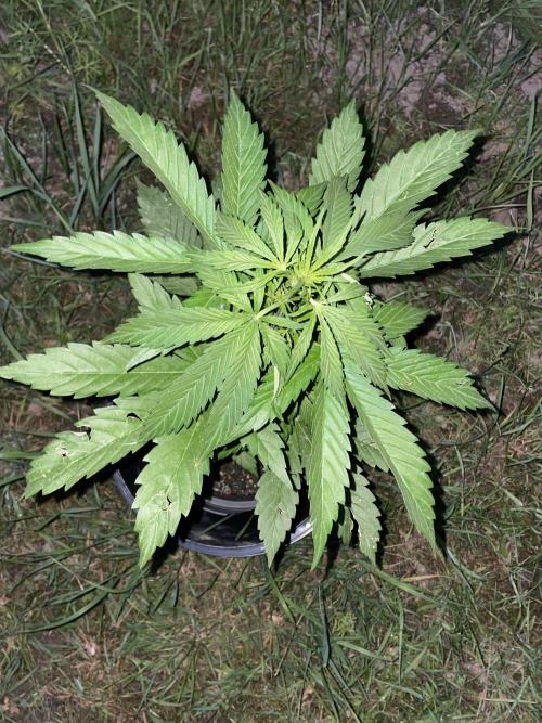 Thc Bomb Auto Outdoor. Week 5