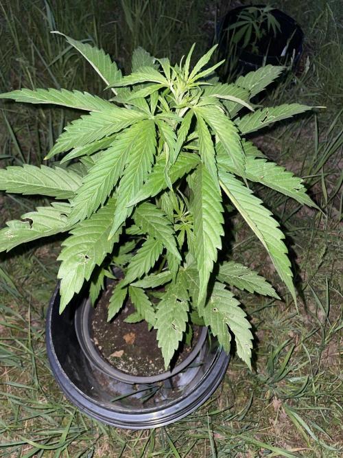 Thc Bomb Auto Outdoor. Week 5
