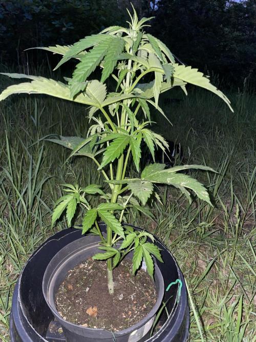 Thc Bomb Auto Outdoor. Week 5