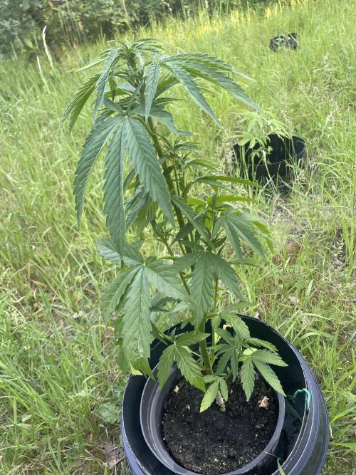 Thc Bomb Auto Outdoor. Week 5