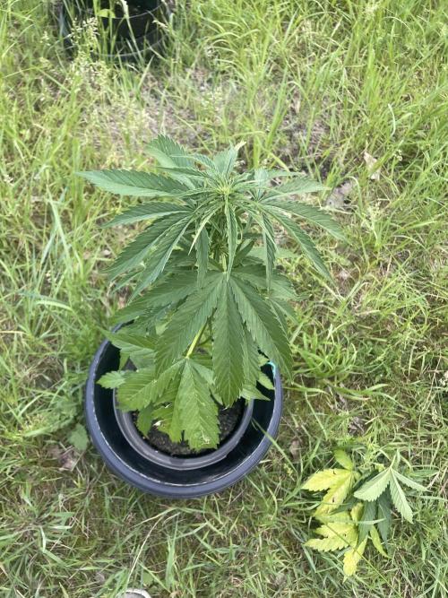 Thc Bomb Auto Outdoor. Week 5