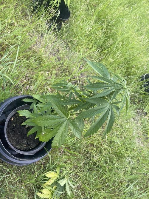 Thc Bomb Auto Outdoor. Week 5