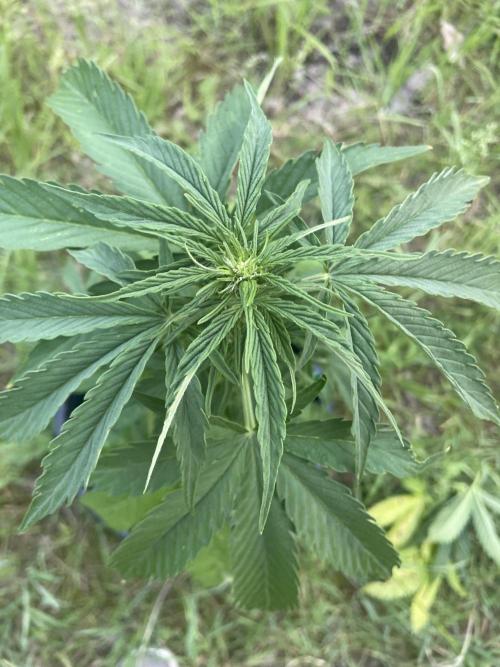 Thc Bomb Auto Outdoor. Week 5