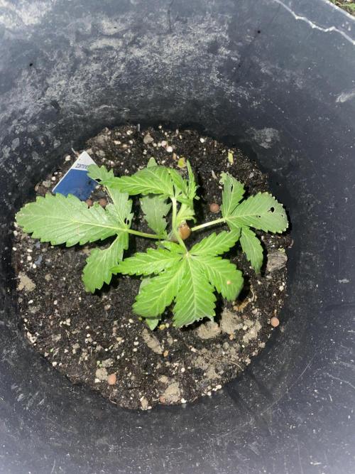 Biscotti Auto Outdoor UK. Week 4