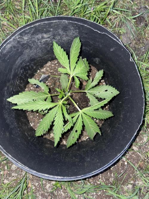Biscotti Auto Outdoor UK. Week 4