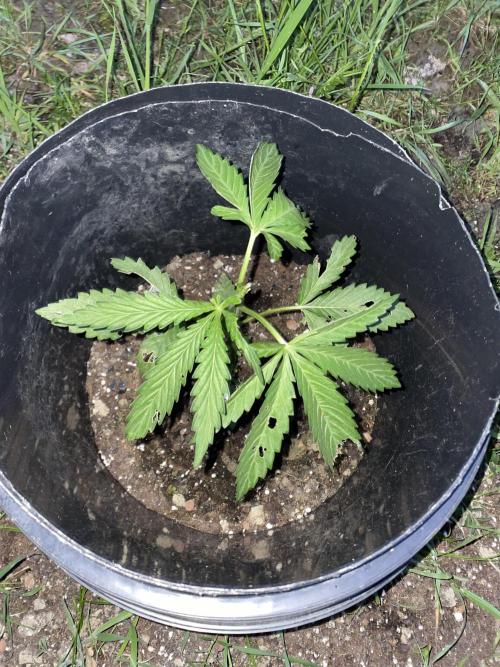 Biscotti Auto Outdoor UK. Week 4