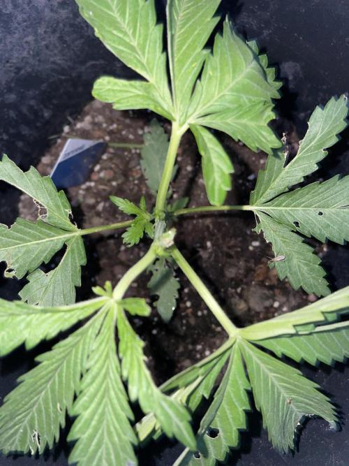 Biscotti Auto Outdoor UK. Week 4