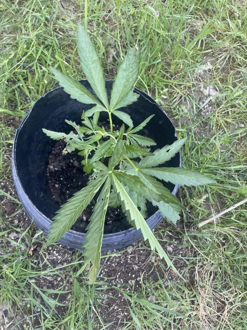 Biscotti Auto Outdoor UK. Week 4