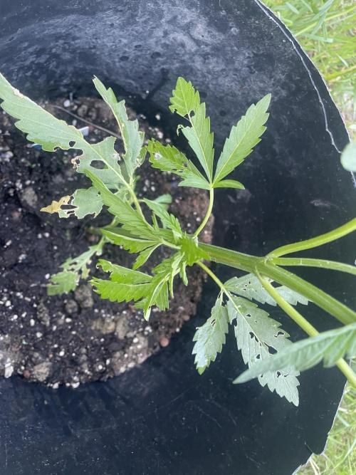 Biscotti Auto Outdoor UK. Week 4