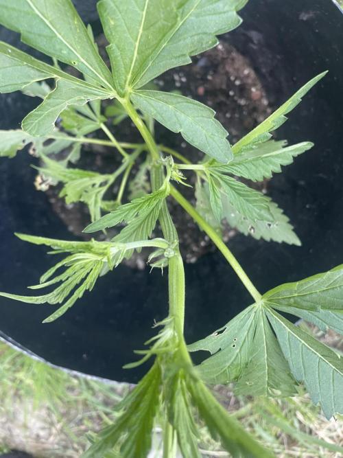 Biscotti Auto Outdoor UK. Week 4