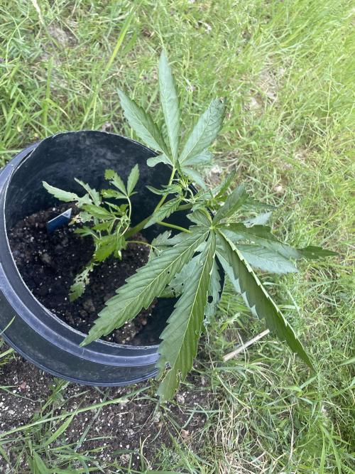 Biscotti Autoflowering. Week 4