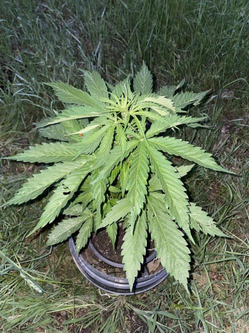 🍪 MSNL Gorilla Cookies Auto 🍪. Week 5