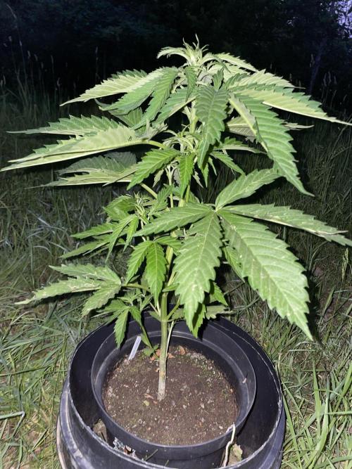 🍪 MSNL Gorilla Cookies Auto 🍪. Week 5