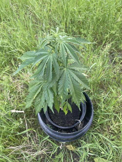 🍪 MSNL Gorilla Cookies Auto 🍪. Week 5